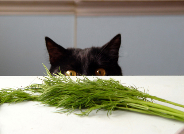 zasada
---------
 (  ,      )