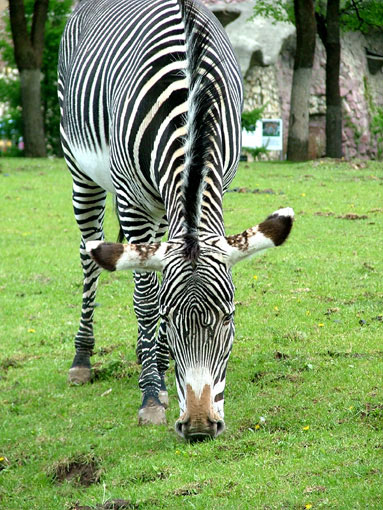 ZeBRa)
---------
 (  ,      )