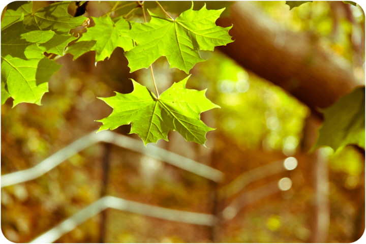 in autumn | 
---------
 (  ,      )