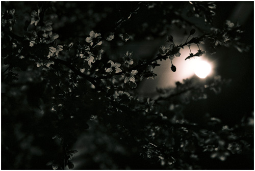 [cherry night ]
---------
 (  ,      )