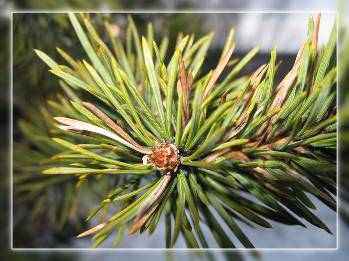 Pinus sylvestris
---------
 (  ,      )