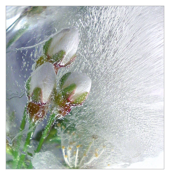 frost
---------
 (  ,      )