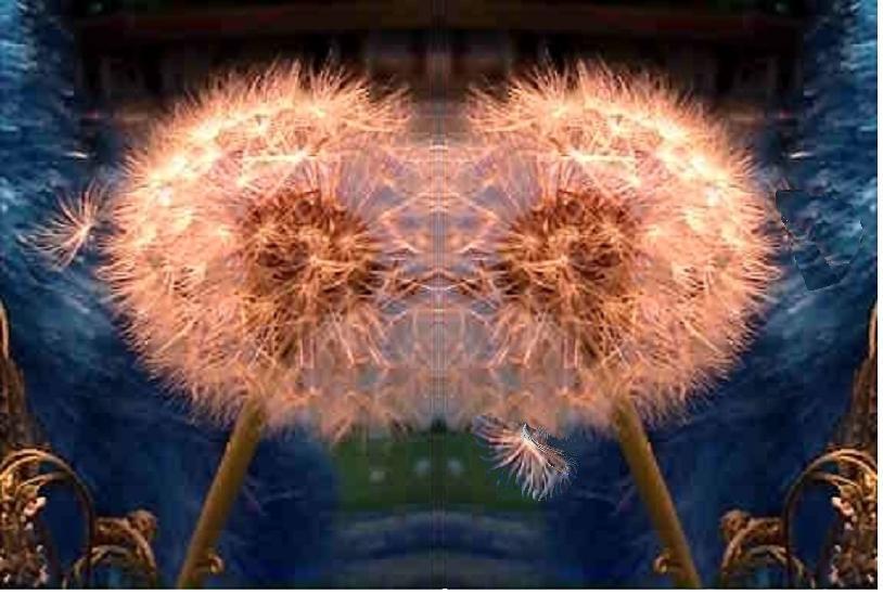 LOVE  DANDELION
---------
 (  ,      )