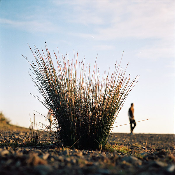  (Red tussock)
---------
 (  ,      )