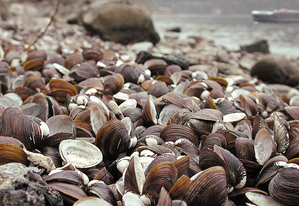 �������.
---------
 (�������� �� �����������, ����� ������� ��� � ������ �����)