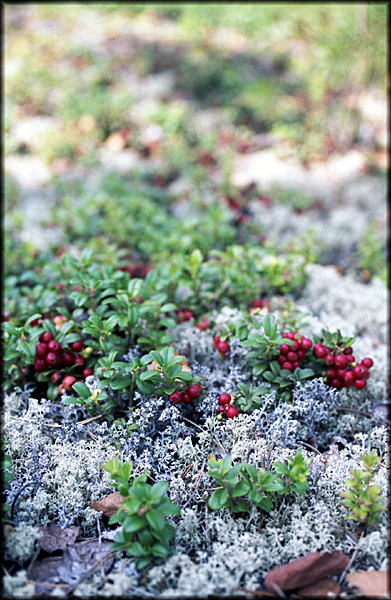   (Vaccinium vitis-idaea  et Cladonia)
---------
 (  ,      )