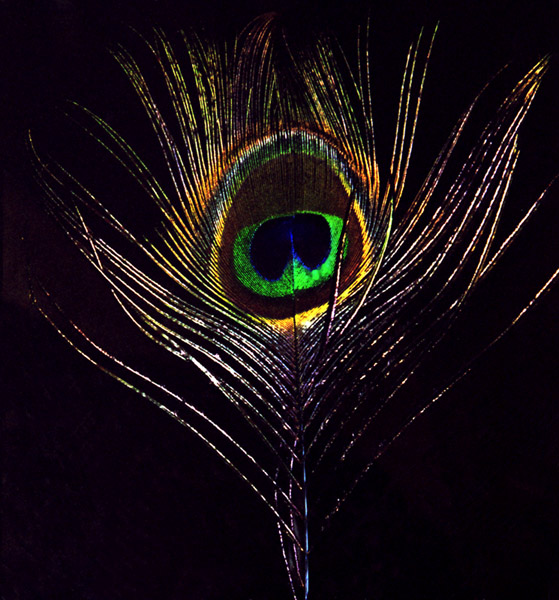Pluma
---------
 (  ,      )