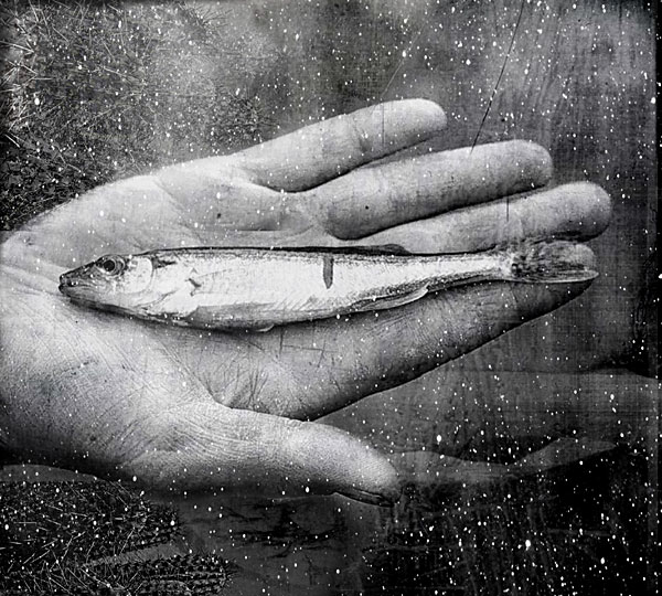 Fructus temporum
---------
 (  ,      )