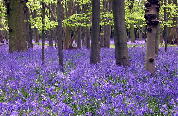 bluebells 2
---------
 (  ,      )