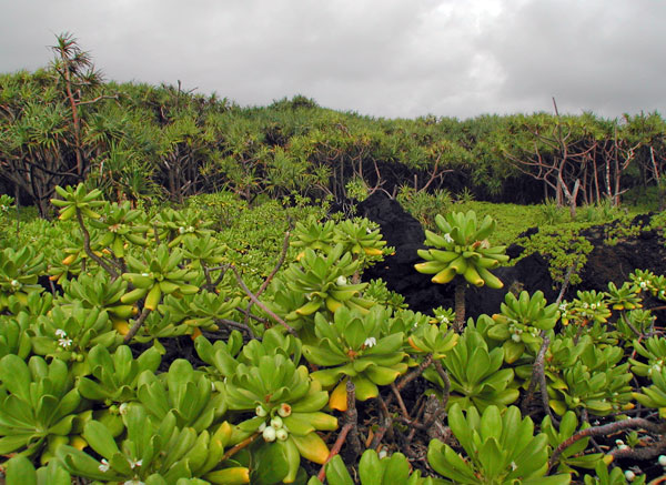 Wild Wild Pineapples
---------
 (  ,      )