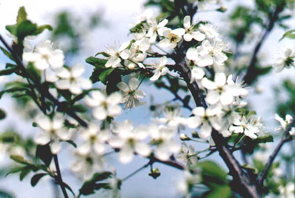 ����� �����
---------
 (�������� �� �����������, ����� ������� ��� � ������ �����)