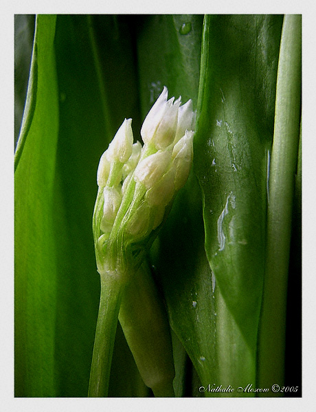 Wild onions
---------
 (  ,      )