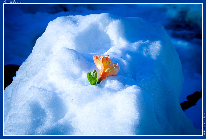 Forever Spring
---------
 (�������� �� �����������, ����� ������� ��� � ������ �����)