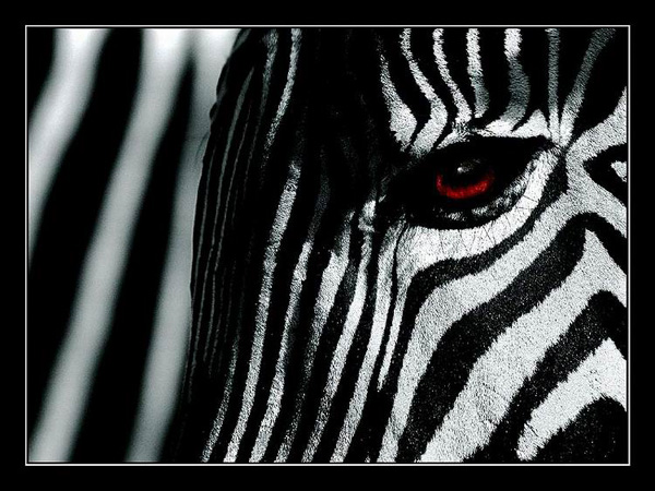 ZEBRA
---------
 (  ,      )