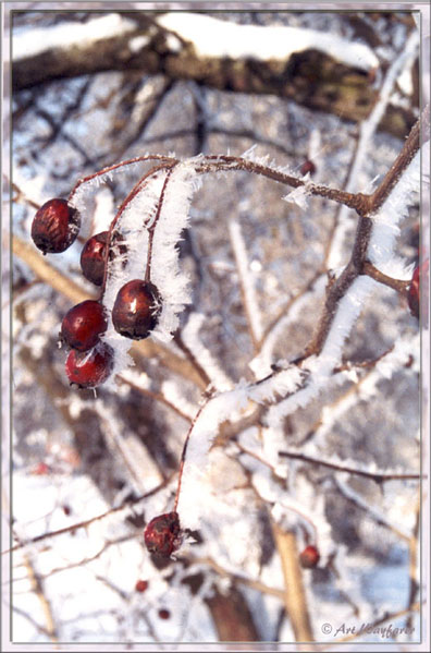 Spring fruits
---------
 (  ,      )