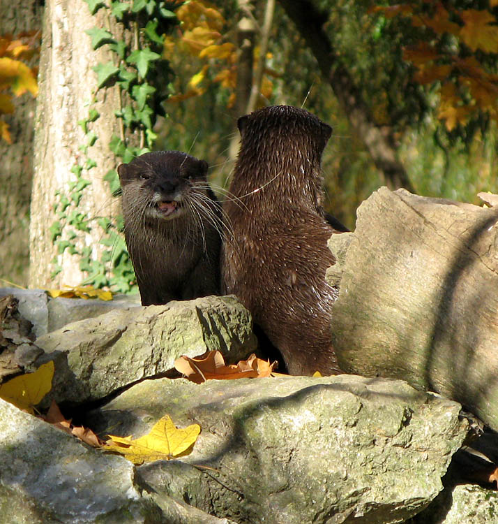 
---------
 (  ,      )