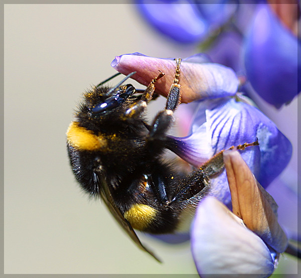 Bee.
---------
 (кликните по изображению, чтобы открыть его в полный экран)