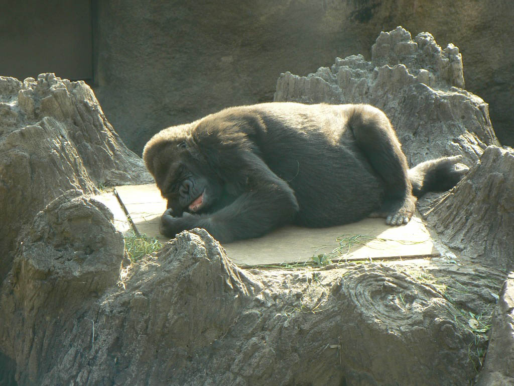 Gorilla in Japan
---------
 (  ,      )