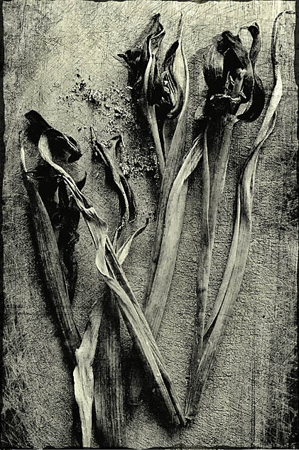 Herbarium #3
---------
 (  ,      )