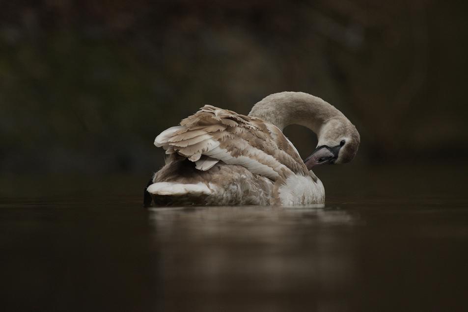 swan lake
---------
 (  ,      )