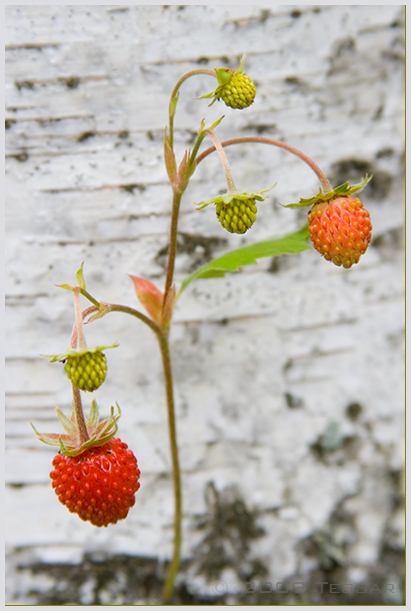  -   .
---------
 (  ,      )