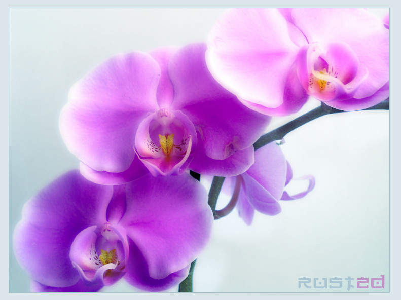 orchid-1
---------
 (  ,      )