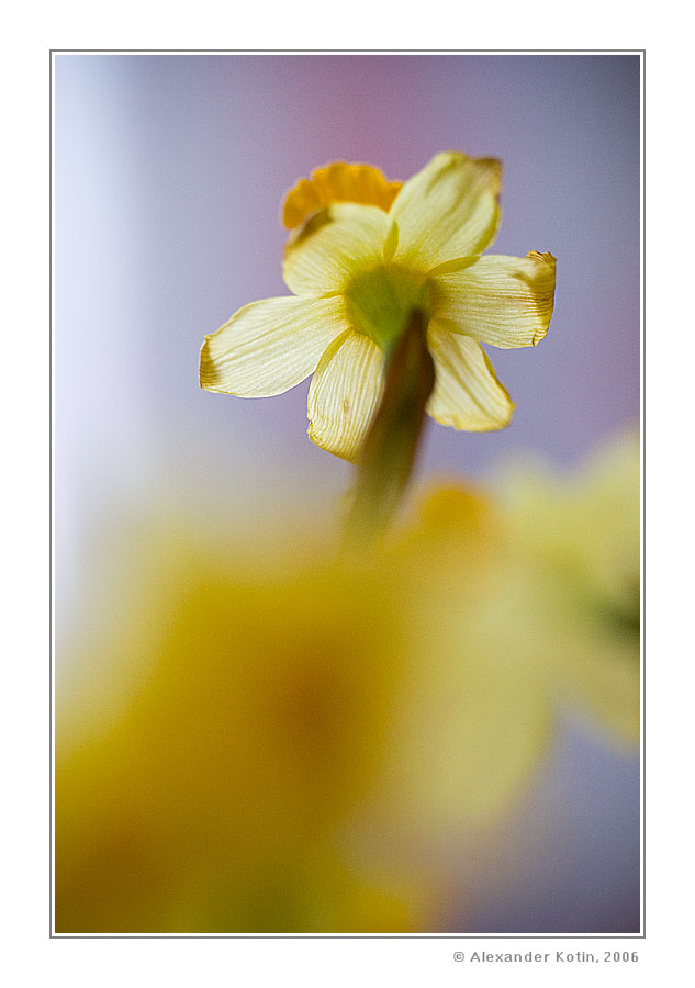 lent lily
---------
 (  ,      )