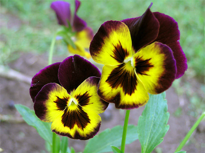 Viola x wittrockiana
---------
 (  ,      )