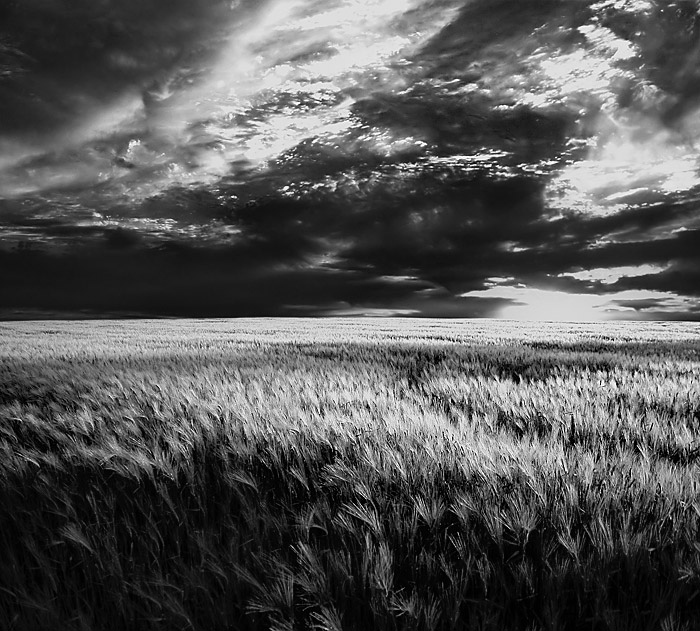 Wheat field B&W
---------
 (  ,      )