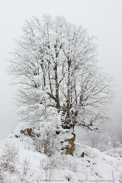    / All Alone
---------
 (  ,      )