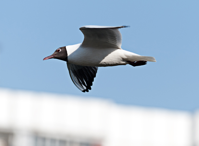 Larus ichthyaetus
---------
 (  ,      )