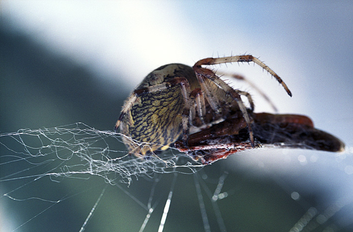 Araneus diadematus
---------
 (  ,      )