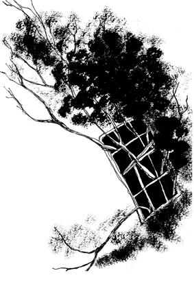 windowtree
---------
 (  ,      )