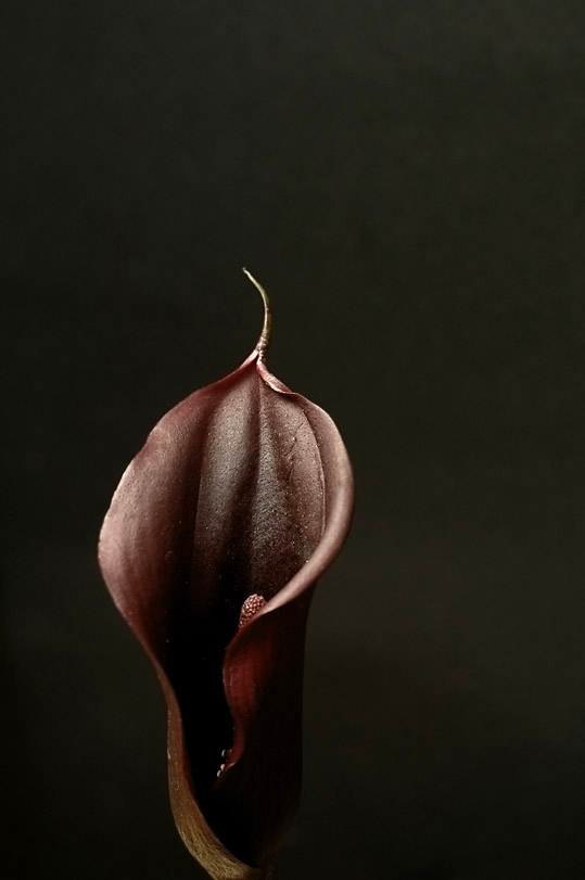 Calla palustris
---------
 (  ,      )