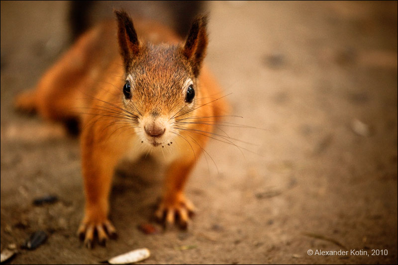 squirrel
---------
 (  ,      )