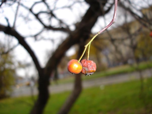 Рябина
---------
 (кликните по изображению, чтобы открыть его в полный экран)