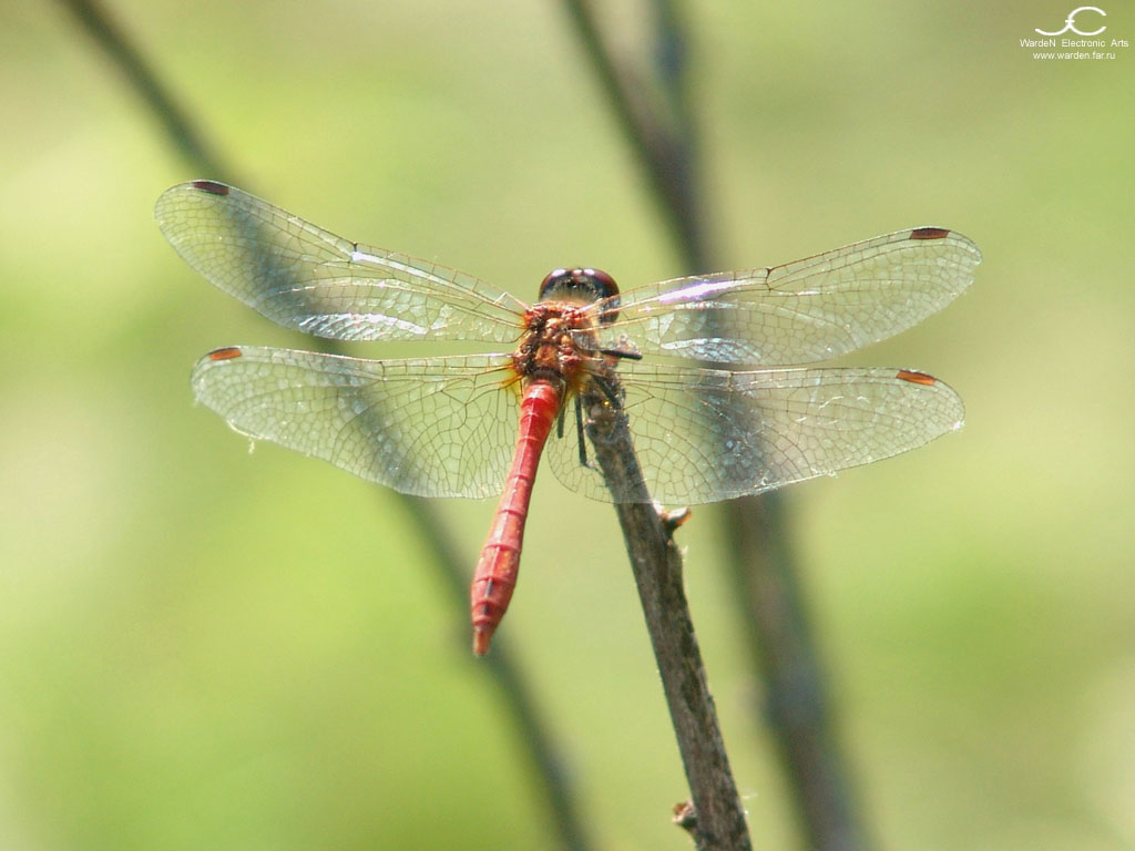 Dragonfly
---------
 (  ,      )