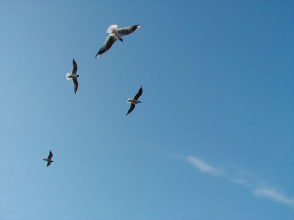 �����
---------
 (�������� �� �����������, ����� ������� ��� � ������ �����)