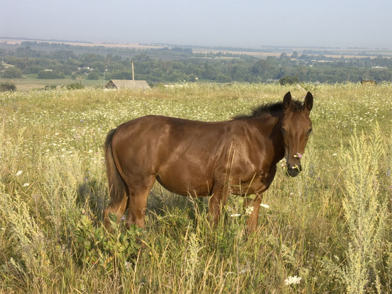 продам лошадь - Купить недорого лошадей в Курской … Foto 18