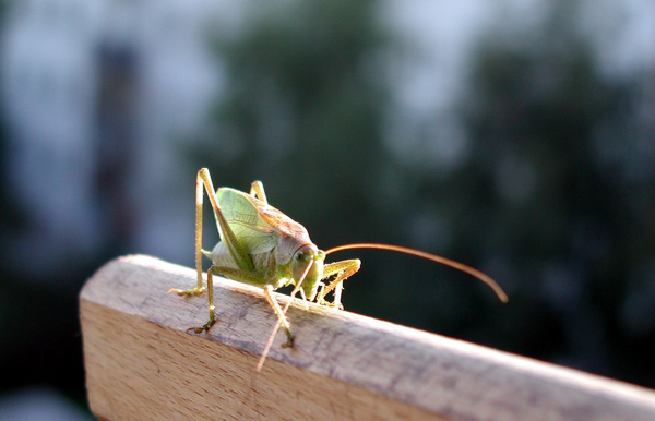 Grasshopper
---------
 (  ,      )