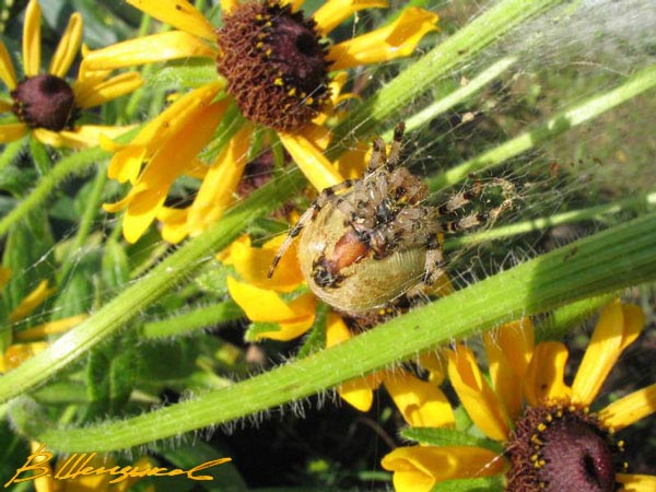 ����� � �������
---------
 (�������� �� �����������, ����� ������� ��� � ������ �����)