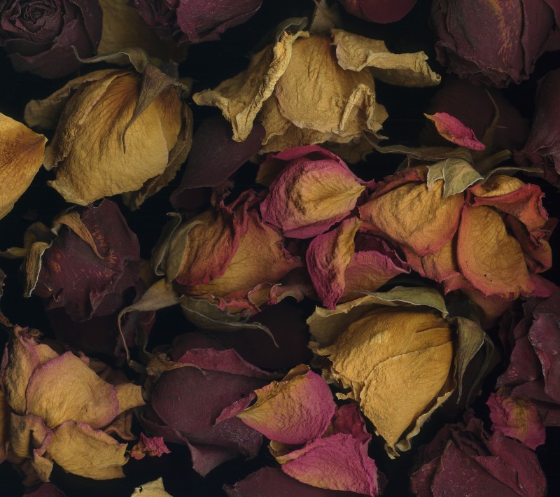 Dusty Roses
---------
 (  ,      )