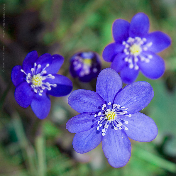  / Snowdrop (  / Hepatica Nobilis)
---------
 (  ,      )