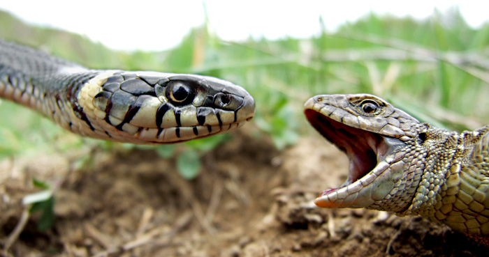 reptiles
---------
 (  ,      )