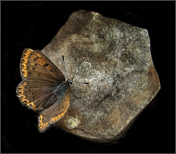  .
---------
 (  ,      )