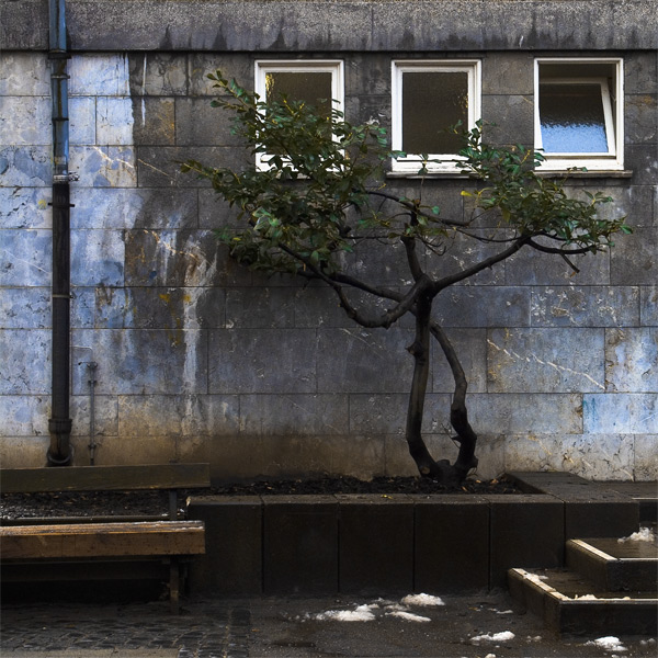 bonsai made in germany
---------
 (  ,      )