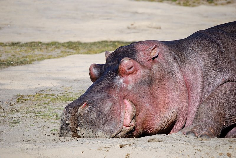 Hippopotamus
---------
 (  ,      )