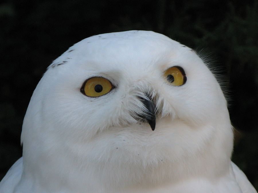 
---------
 (  ,      )