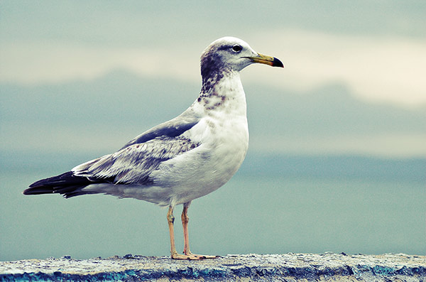  .
---------
 (  ,      )