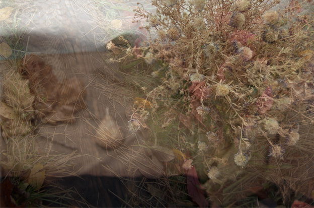     / utumn garden n the windowsill
---------
 (  ,      )